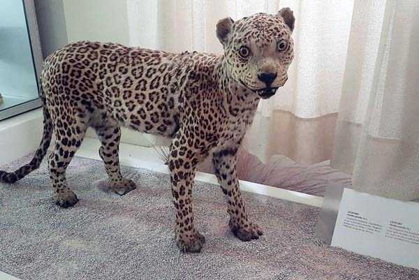 failed taxidermy cheetah