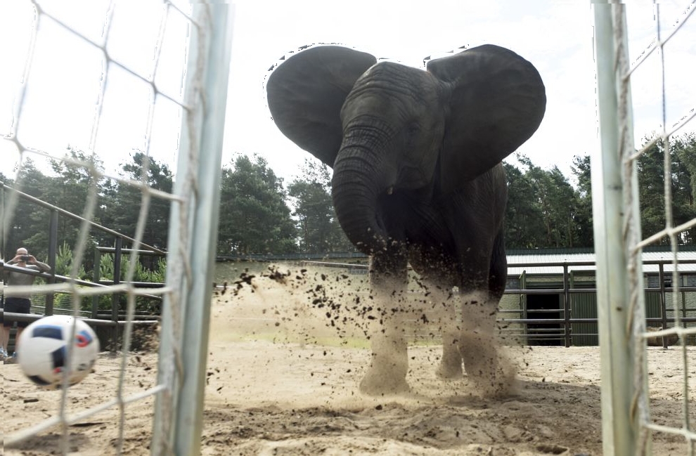 Elephant Nelly kicks a ball, as an "animal oracle" to predict results of the Germany vs Ukraine match at Euro 2016, in the "Safari Park" in Hodenhagen