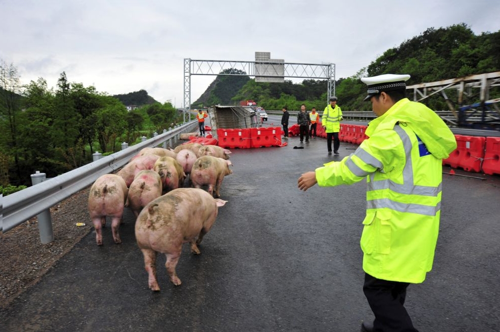 A traffic policeman herds pigs that escaped from a truck that overturned on a highway in Jinhua, Zhejiang Province