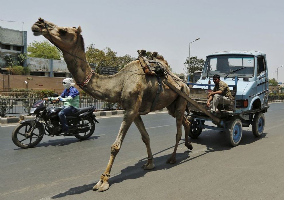 A man pulls the front body of a mini-truck on a camel cart in Ahmedabad