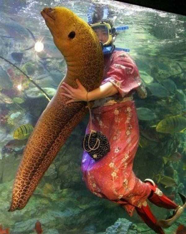 wtf pic huge moray eel