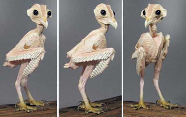 wtf pic owl without feathers