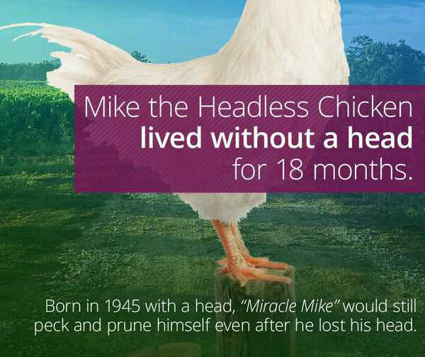 wtf facts - crazy wtf facts - Mike the Headless Chicken lived without a head for 18 months. Born in 1945 with a head,