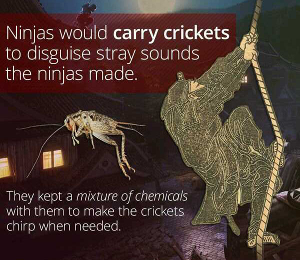 wtf facts - Factoid - Ninjas would carry crickets to disguise stray sounds the ninjas made. They kept a mixture of chemicals with them to make the crickets chirp when needed.