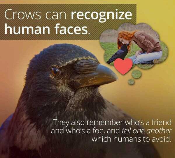 wtf facts - wtf friend facts - Crows can recognize human faces They also remember who's a friend and who's a foe, and tell one another which humans to avoid.