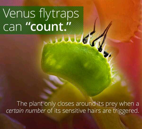 wtf facts - wtf facts - Venus flytraps can