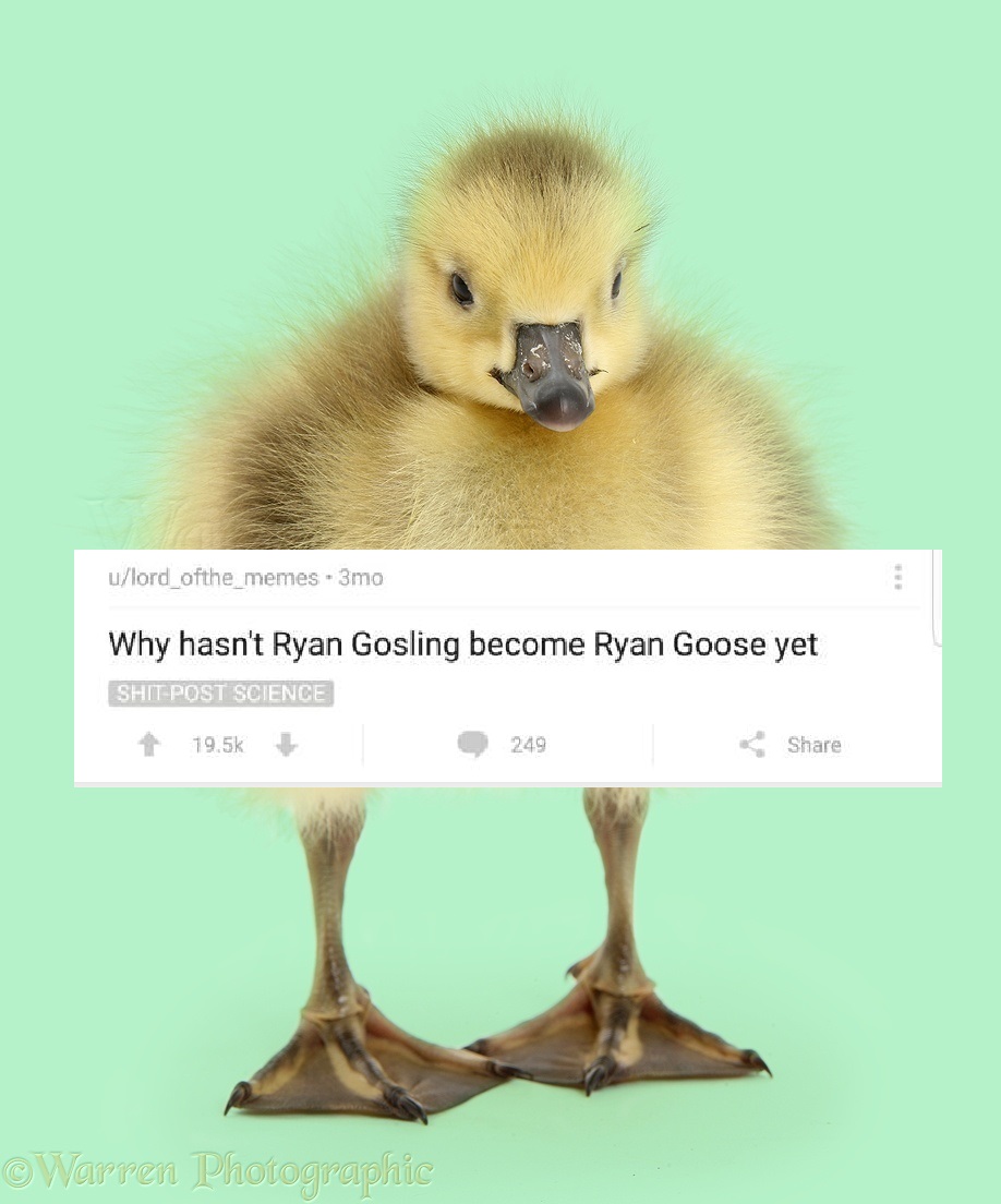 goose cute - ulord_ofthe_memes 3mo Why hasn't Ryan Gosling become Ryan Goose yet Shit Post Science 19.5 249 Warren Photographic