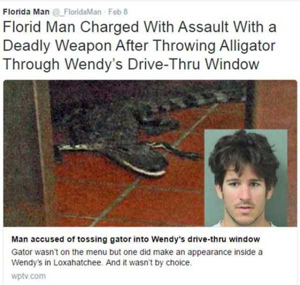 florida man drive thru alligator - Florida Man Feb 8 Florid Man Charged With Assault With a Deadly Weapon After Throwing Alligator Through Wendy's DriveThru Window Man accused of tossing gator into Wendy's drivethru window Gator wasn't on the menu but one