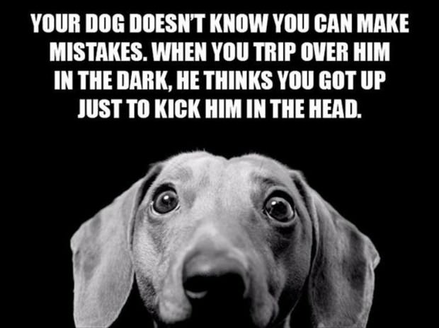 funny fact about dogs thinking you never make mistakes