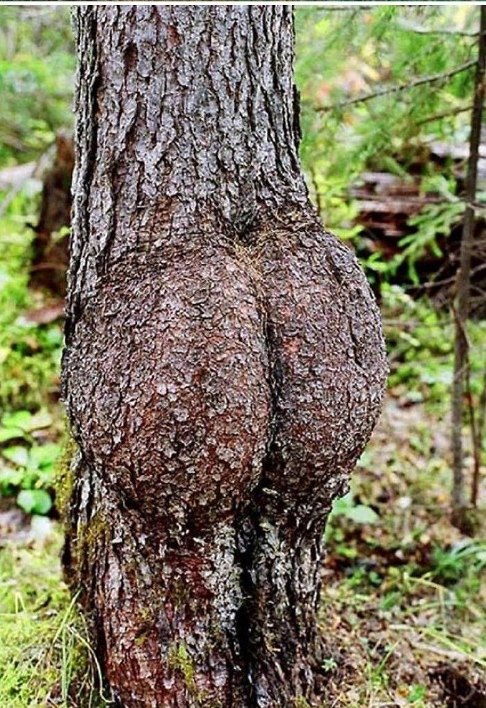 Booty Tree!!!