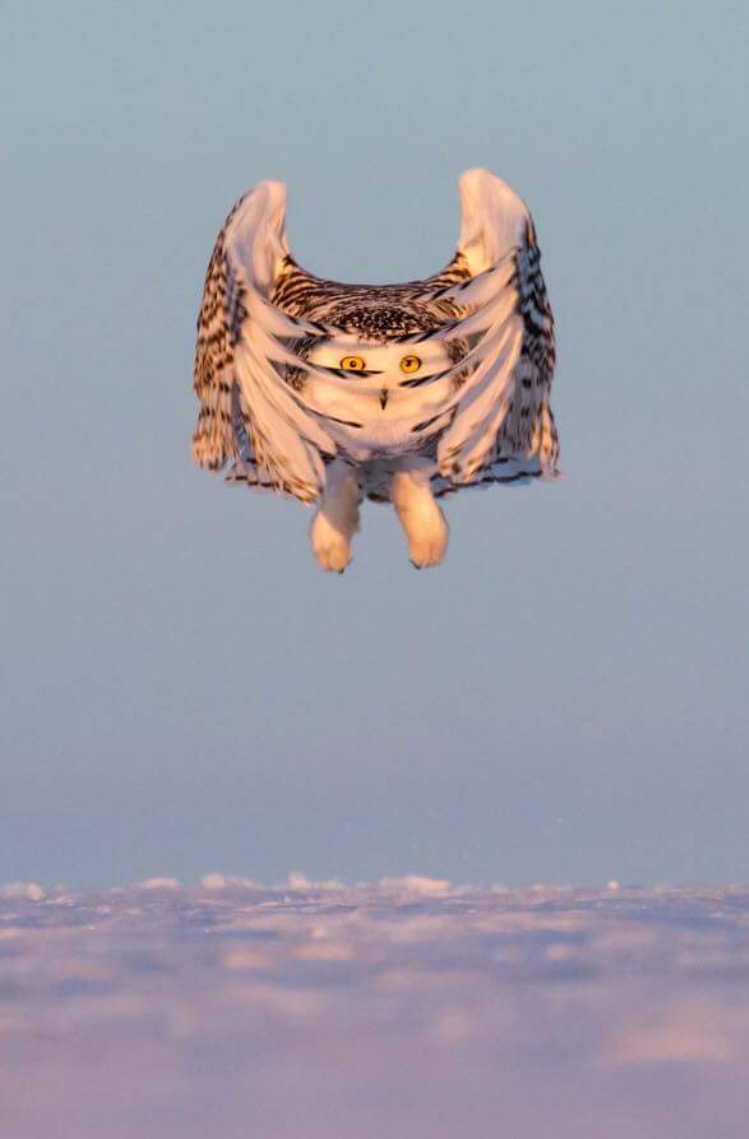 Snow Owl