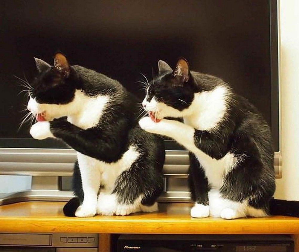 two cats licking paws at the same time
