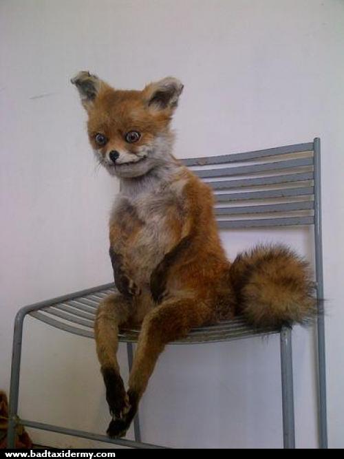 Best Examples Of The Worst Taxidermy