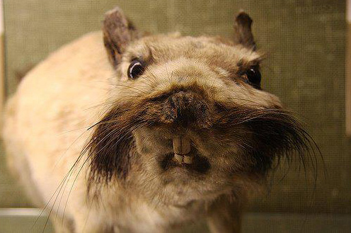 Best Examples Of The Worst Taxidermy