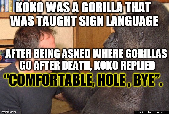 memes - photo caption - M. Koko Was A Gorilla That Was Taught Sign Language After Being Asked Where Gorillas Go After Death, Koko Replied "Comfortable, Hole, Bye". imgflip.com The Gorilla Foundation
