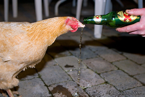 Animals Drinking