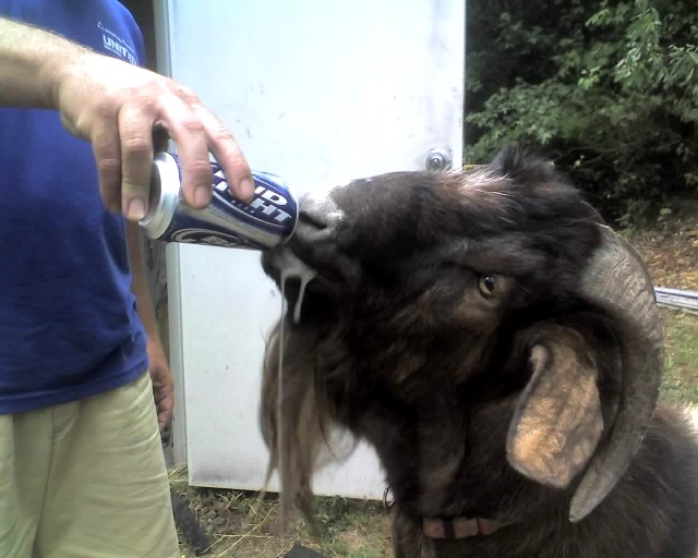 Animals Drinking