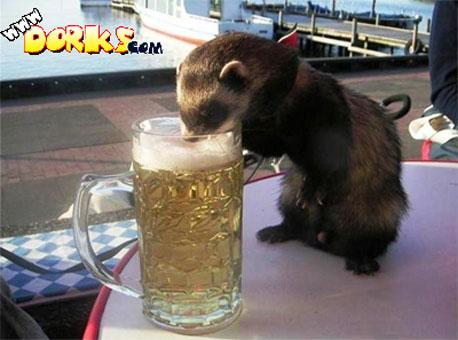 Animals Drinking