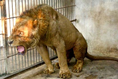 This lion has had it's teeth pulled out its hunting instinct completely gone.