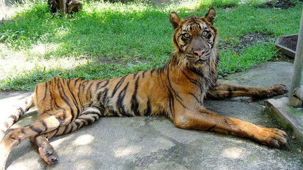 Melani, a severely underweight Sumatran tiger, is wasting away.