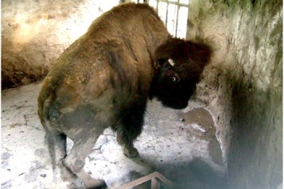 Bison in the corner of its cage with an eye disease.