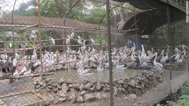 Pelicans kept in a volley-ball court sized cage without the room to spread their wings