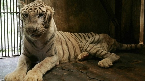 Chandrika, a white Bengal tiger, died after suffering from liver and kidney diseases. She was also missing her left ear.