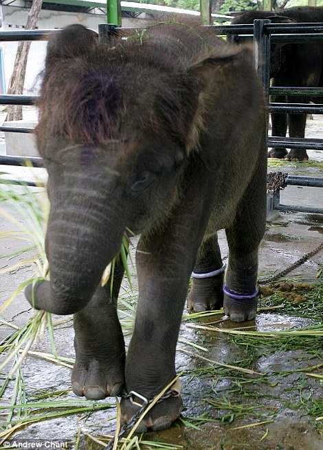Elephants, both babies and adults, are chained and kept in confined cages.