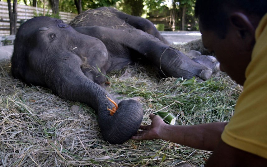 Fitri, a sick 35-year-old female elephant was suffering from swollen joints in her legs