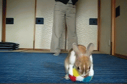 Awesomely Anitmated GIFs