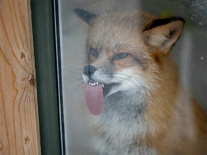 derp fox licking window