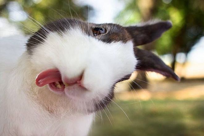 derp funny rabbit