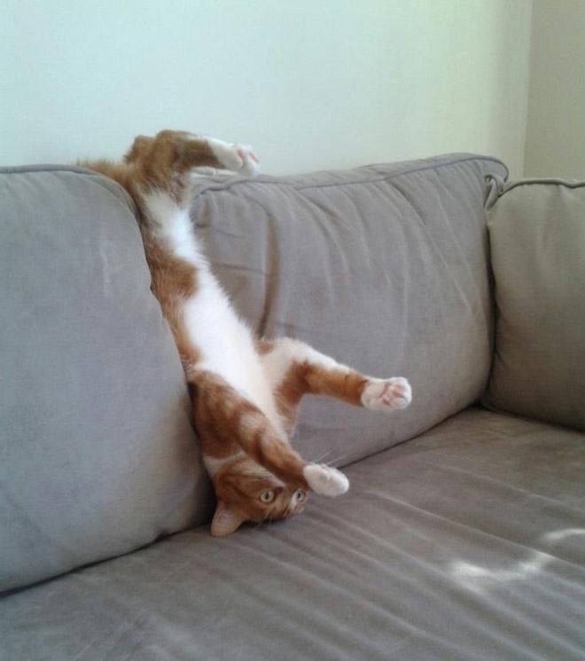 derp funny cats in sofas