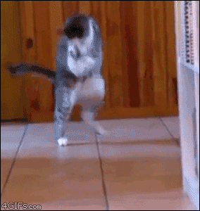 derp cat freaking out gif - 4 GIFs.com