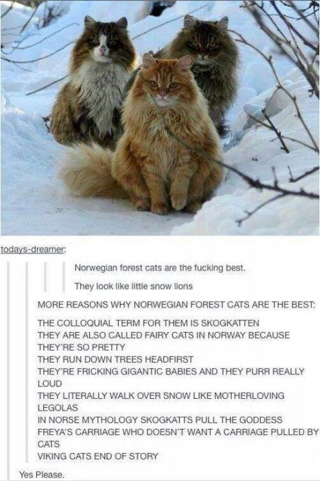 tumblr - norwegian forest cat in snow - todaysdreamer Norwegian forest cats are the fucking best, They look little snow lions More Reasons Why Norwegian Forest Cats Are The Best The Colloquial Term For Them Is Skogkatten They Are Also Called Fairy Cats In