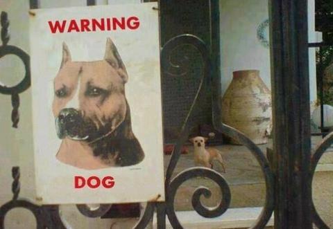 heard you talkin shit - Warning Dog