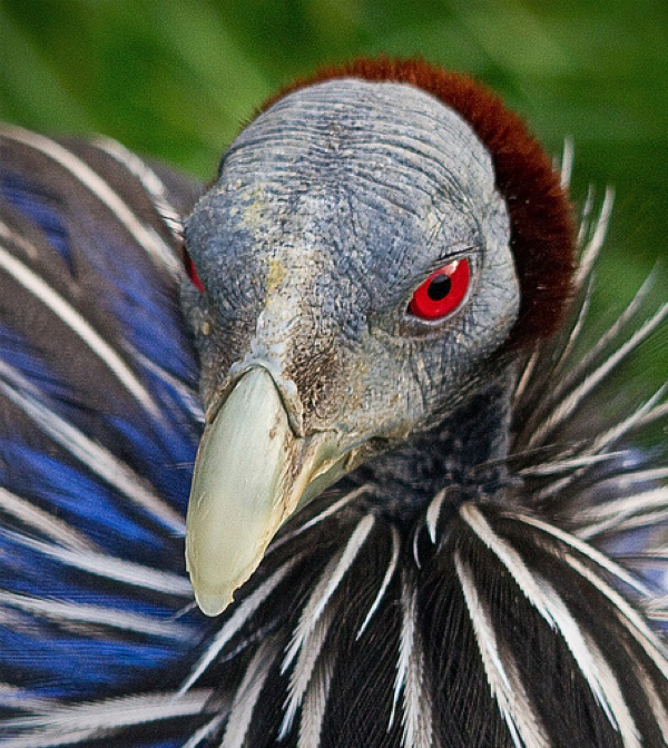 Vulturine Guinea Fowl -These highly aggressive, sharp beaked ground stalkers hunt in groups, and unusually for a relative of chickens, capture and kill small mammals. Not too mention they're incredibly creepy looking vultures!