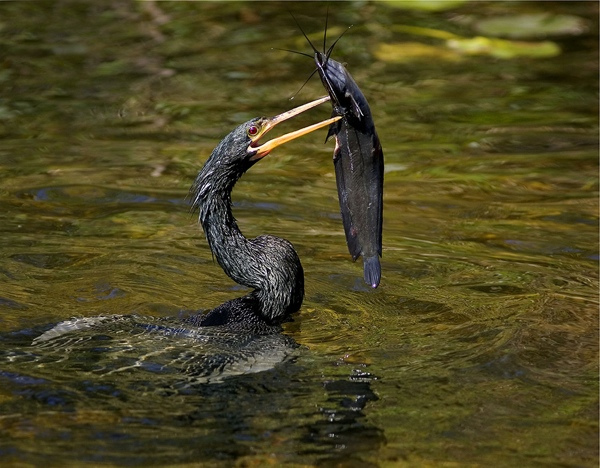 Anhinga -Also known as Snake Birds, these all black birds often rise up from the depths of the water where only their sliver of a beak is exposed. Combined with their penchant for an unusual mating call and slinking back in the water, you never know what they'll go after for dinner next