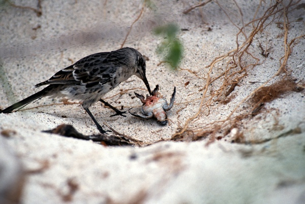 Hood Mockingbird -Found on the Galapagos Islands, these birds have conquered the lack of food sources on the island by learning to drink the blood of young seabirds while they sit in their nests. Oddly enough, they typically leave the "victim" alive, to one day feast on more blood.