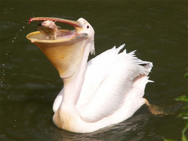 Great White Pelican -These birds have often been seen eating huge fish and animals...whole. Indeed the Great White was recently filmed at a London park capturing a live pigeon in its massive jaws, before swallowing the bird... alive. Whoa.