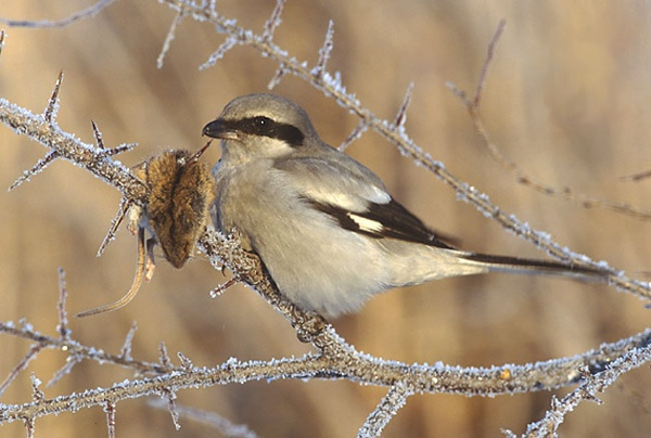 Great Gray Shrike -This bird learns to mimic songs sung by other birds, lures them in, and kills them. Just for sport. Seriously