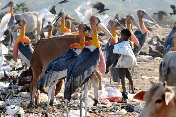 Greater Adjutant - Similar to the Marabou Stork, this bird is a scavenger that can often be seen in India's garbage dumps where it favors human and dog feces