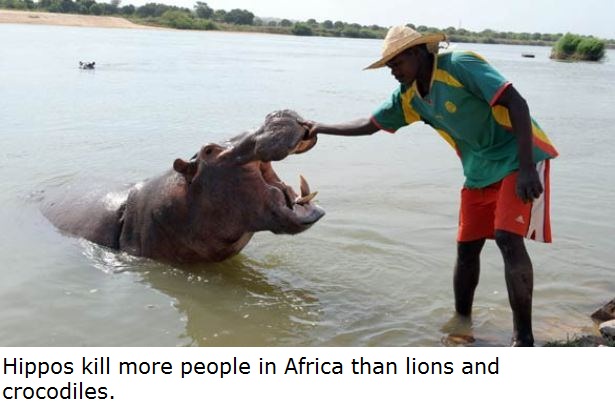amazing facts about africa - Hippos kill more people in Africa than lions and crocodiles.