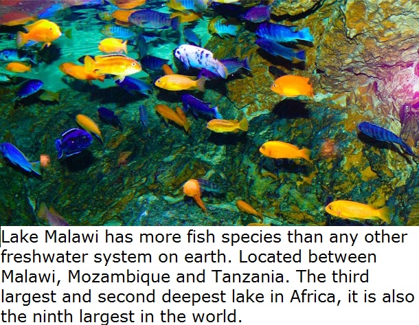 mbuna cichlids - Lake Malawi has more fish species than any other freshwater system on earth. Located between Malawi, Mozambique and Tanzania. The third largest and second deepest lake in Africa, it is also the ninth largest in the world.