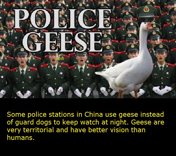 police geese in china - Police Geese Ebw Some police stations in China use geese instead of guard dogs to keep watch at night. Geese are very territorial and have better vision than humans.