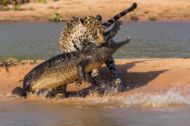 Stunning Entries to the 2014 Wildlife Photographer of the Year