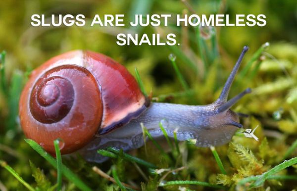 20 Stoner Animal Realizations