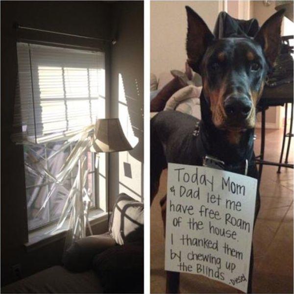 21 Pictures That Prove Animals Are Complete Jerks