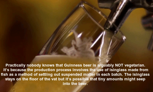 beer pouring gif - Practically nobody knows that Guinness beer is arguably Not vegetarian. It's because the production process involves the use of isinglass made from fish as a method of settling out suspended matter in each batch. The isinglass stays on 