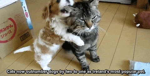 Cat - Dara 92 Cats now outnumber dogs by two to one as Ireland's most popular pet.